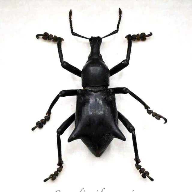 Rare large Thorned Weevil beetle framed specimen - Curculionidae species