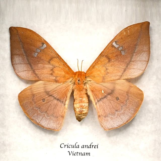 Rare Cricula Silkmoth framed taxidermy - Cricula andrei