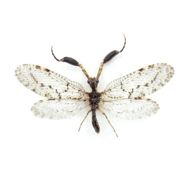 Real tiny Mantidfly framed specimen - Plega dactylota