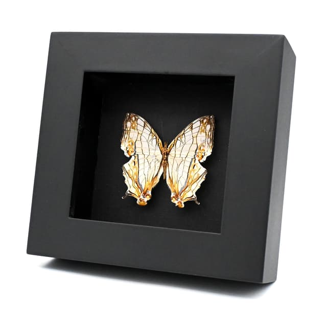 Real Common Map butterfly framed taxidermy - Cyrestis thyodamas