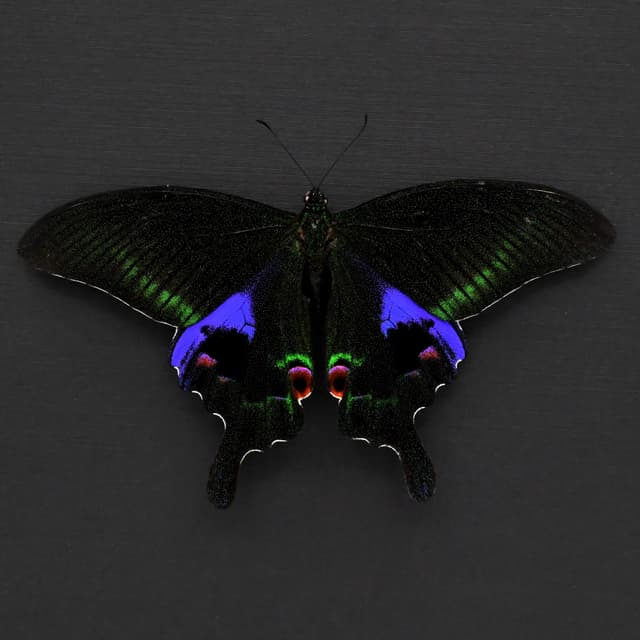 Large purple Peacock butterfly framed taxidermy - Papilio arcturus - Victorian mount