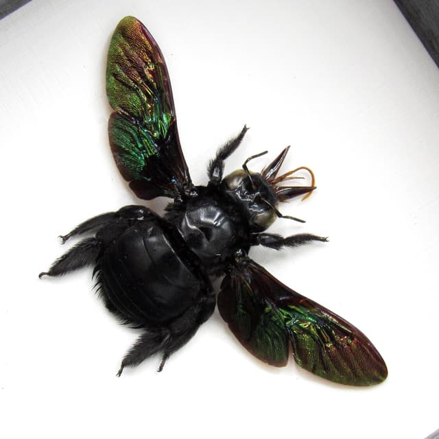 Real Giant Carpenter Bee framed taxidermy - Xylocopa latipes - female