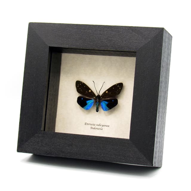 Rare metallic Day Flying moth framed taxidermy - Eterusia subcyanea