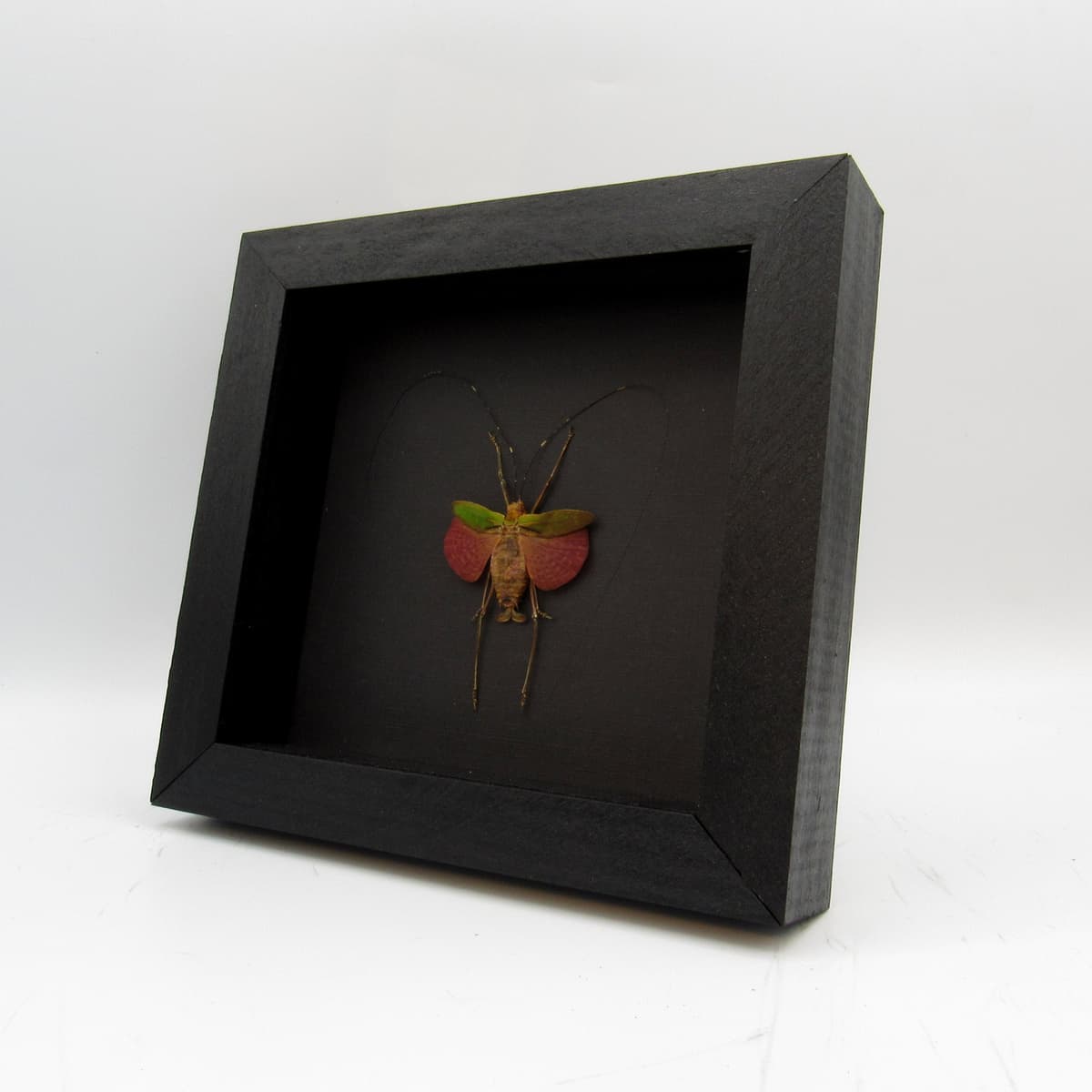 Tiny red Bush Cricket framed taxidermy - Scambophyllum sanguinolentum - female