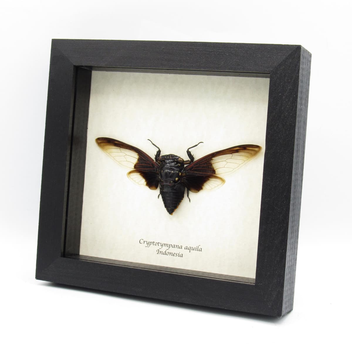 Giant Batwing Cicada framed taxidermy - Cryptotympana aquila