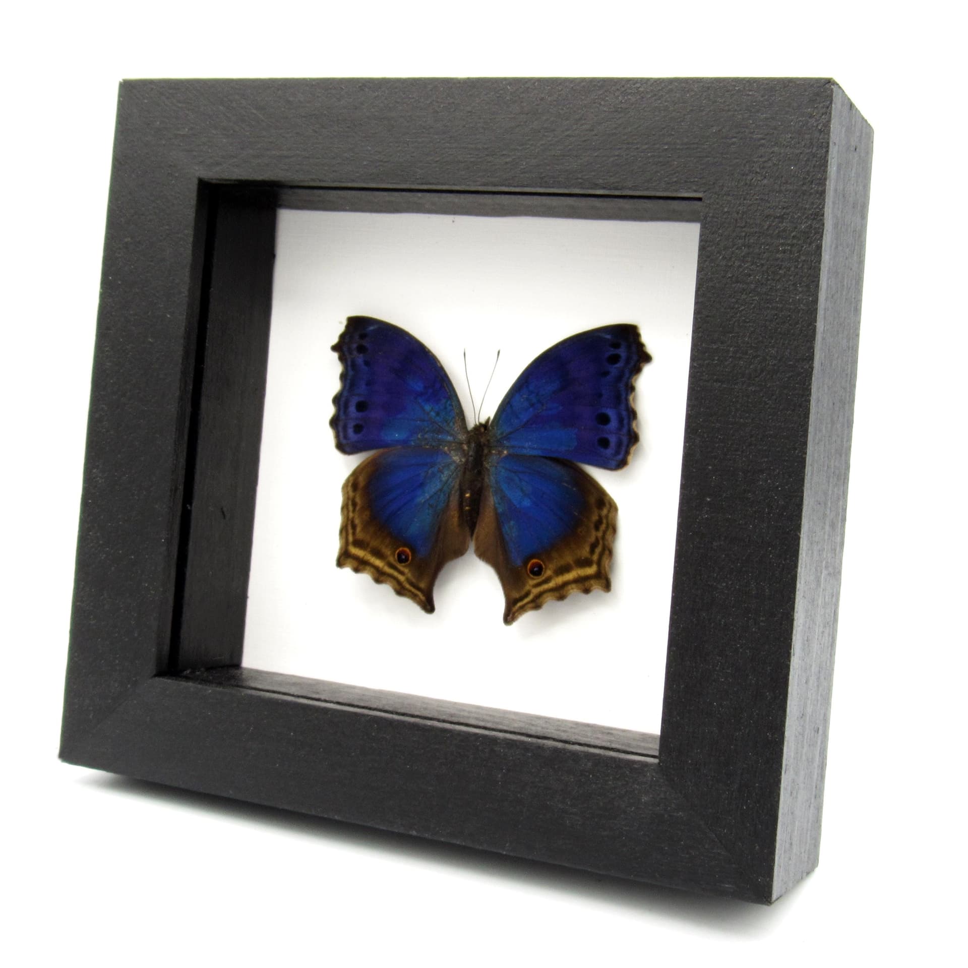 Real Blue Mother of Pearl butterfly framed taxidermy - Protogoniomorpha temora