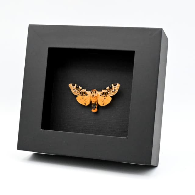 Real Erebid moth framed taxidermy - Hypercompe nemophila