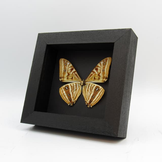 Real golden butterfly framed taxidermy - Morpho zephyritis