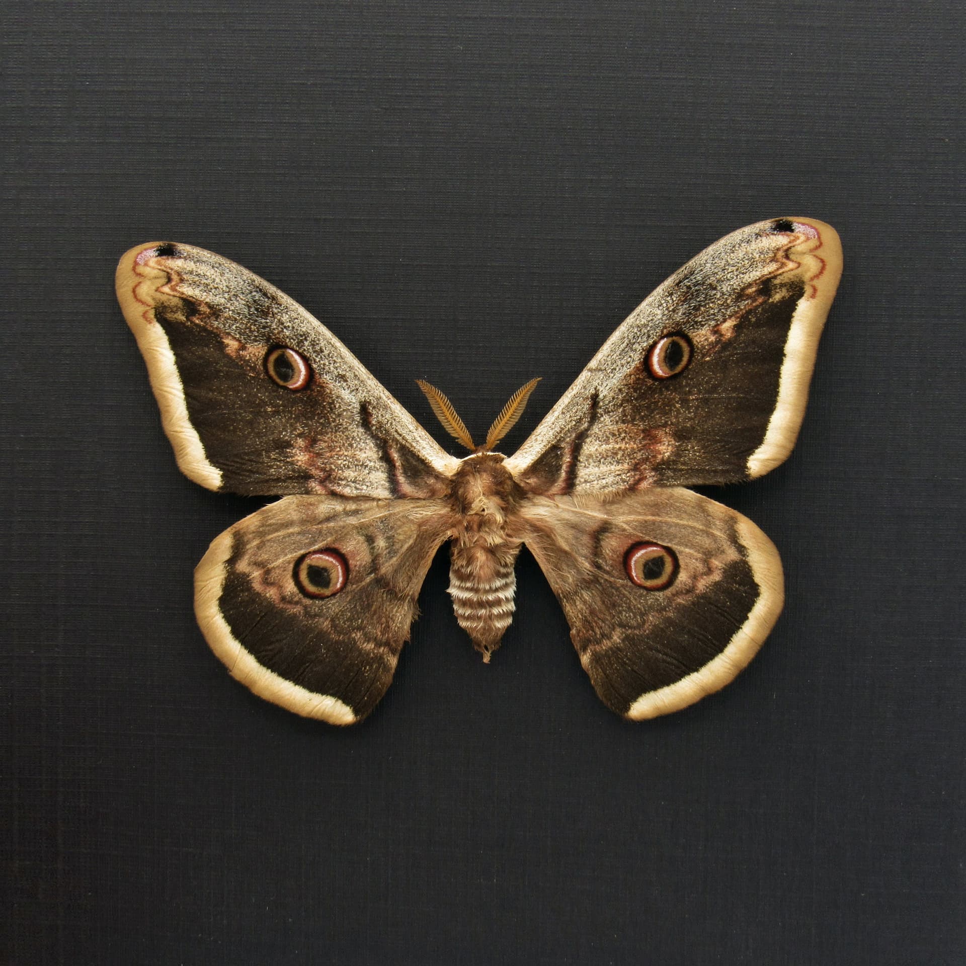 Real large Peacock moth framed taxidermy - Saturnia pyri