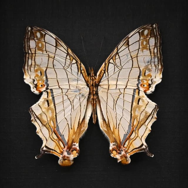 Real Common Map butterfly framed taxidermy - Cyrestis thyodamas