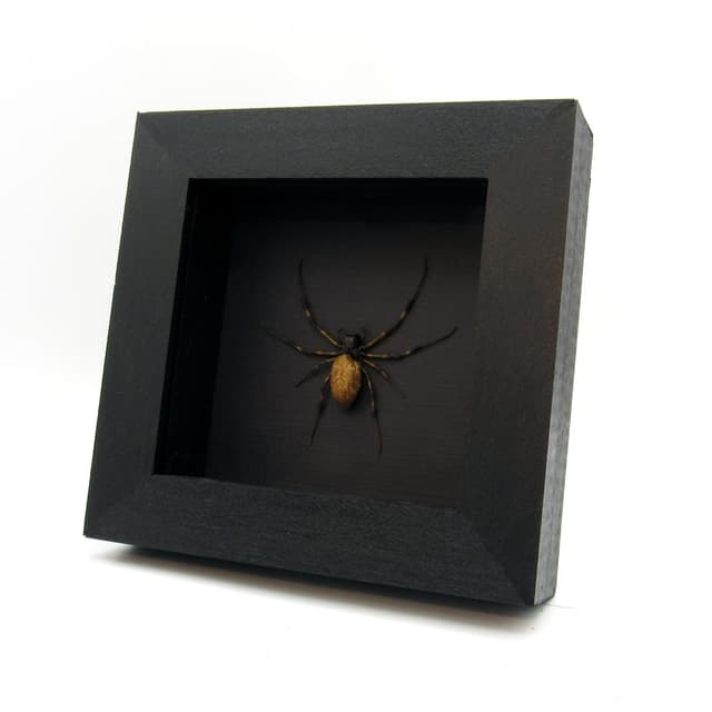 Real Asian Hermit Spider framed taxidermy - Nephilengys malabarensis