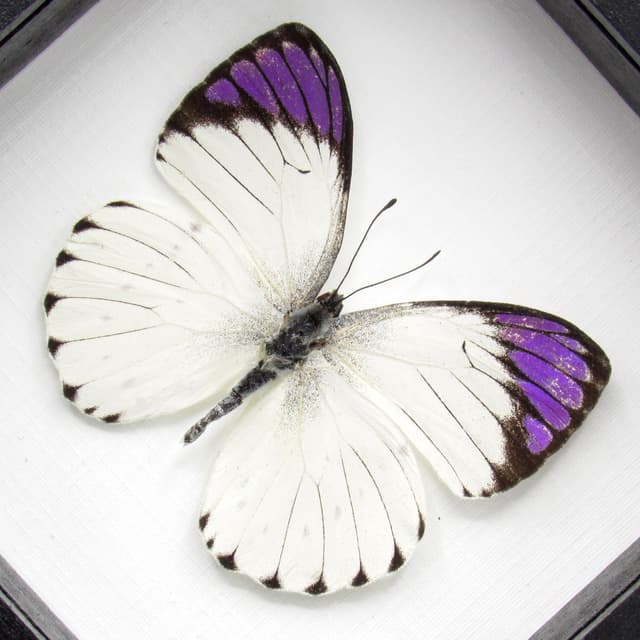 Real Purple Tip butterfly framed taxidermy - Colotis regina
