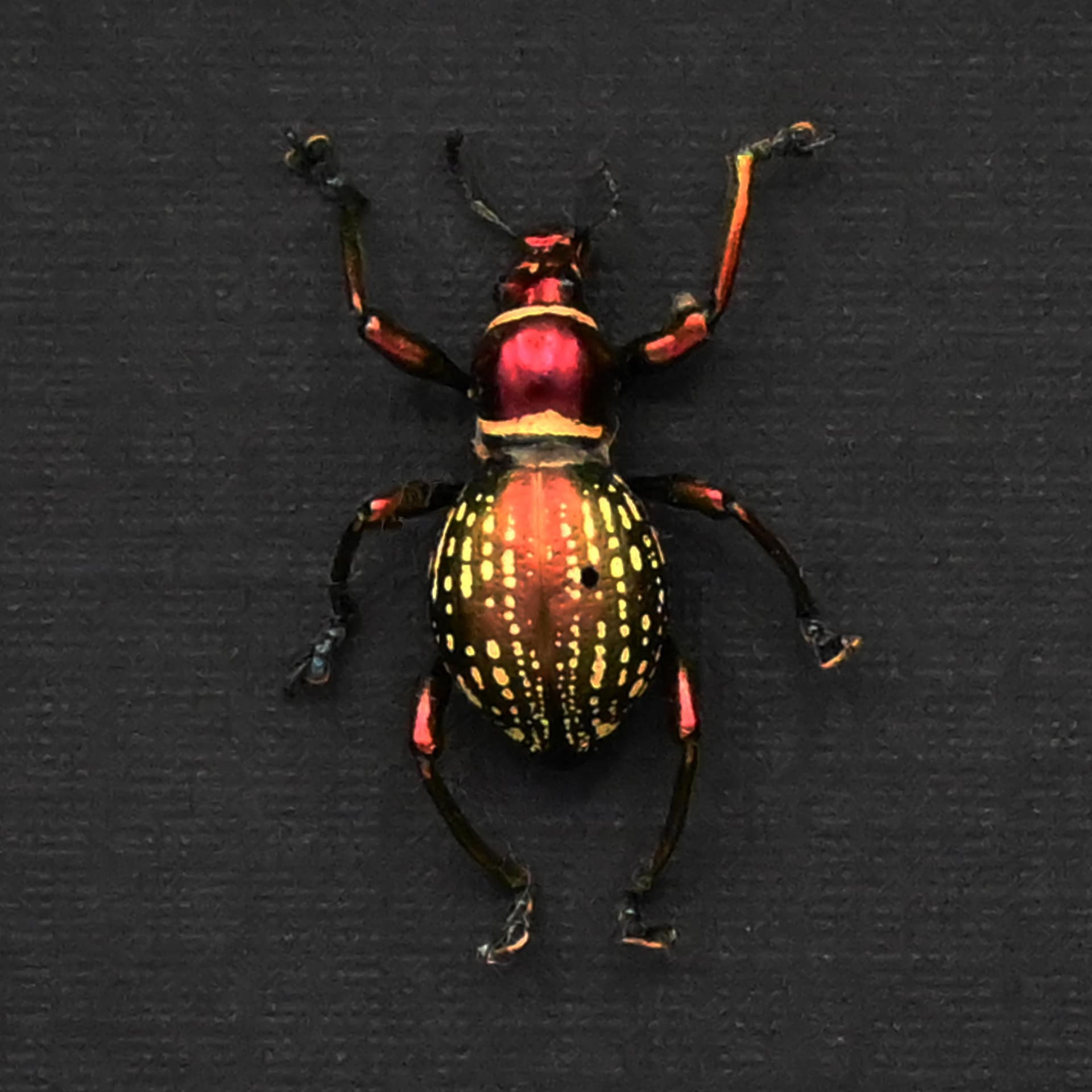 Real metallic red weevil beetle framed specimen - Pachyrhynchus species