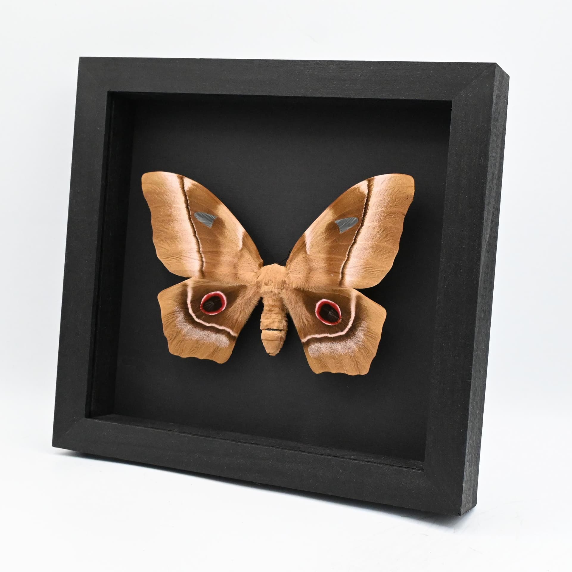 GIANT rare Saturn moth framed taxidermy - Pseudimbrasia deyrollei - XL female