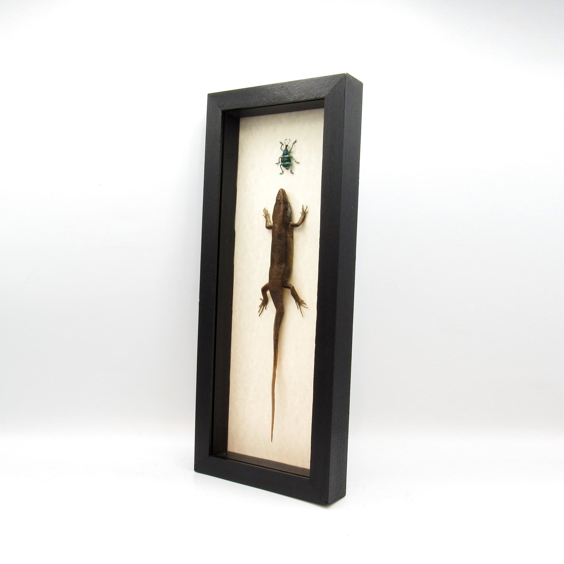 The Chase! Real framed lizard chasing a beetle