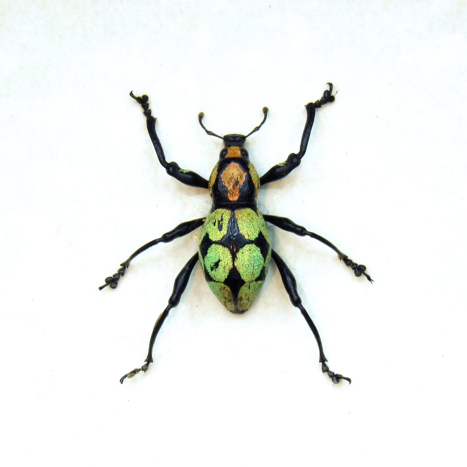 WEEVIL MANIA! Rare glitter weevil framed taxidermy - Pachyrhynchus reicherti