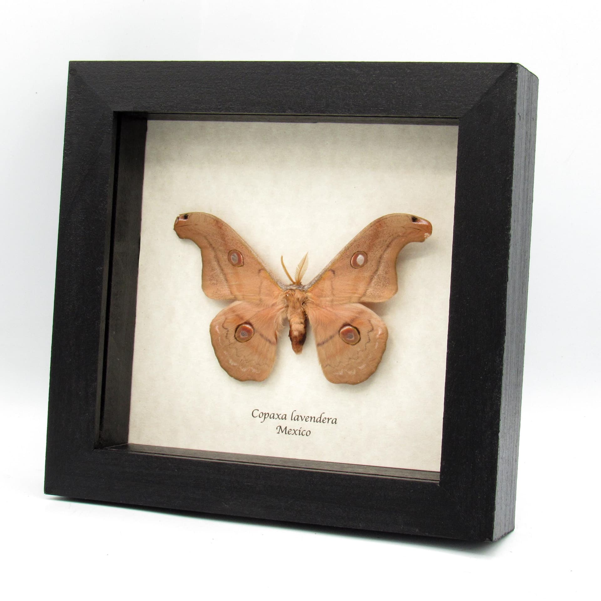 Rare Mexican Silk moth framed taxidermy - Copaxa lavendera