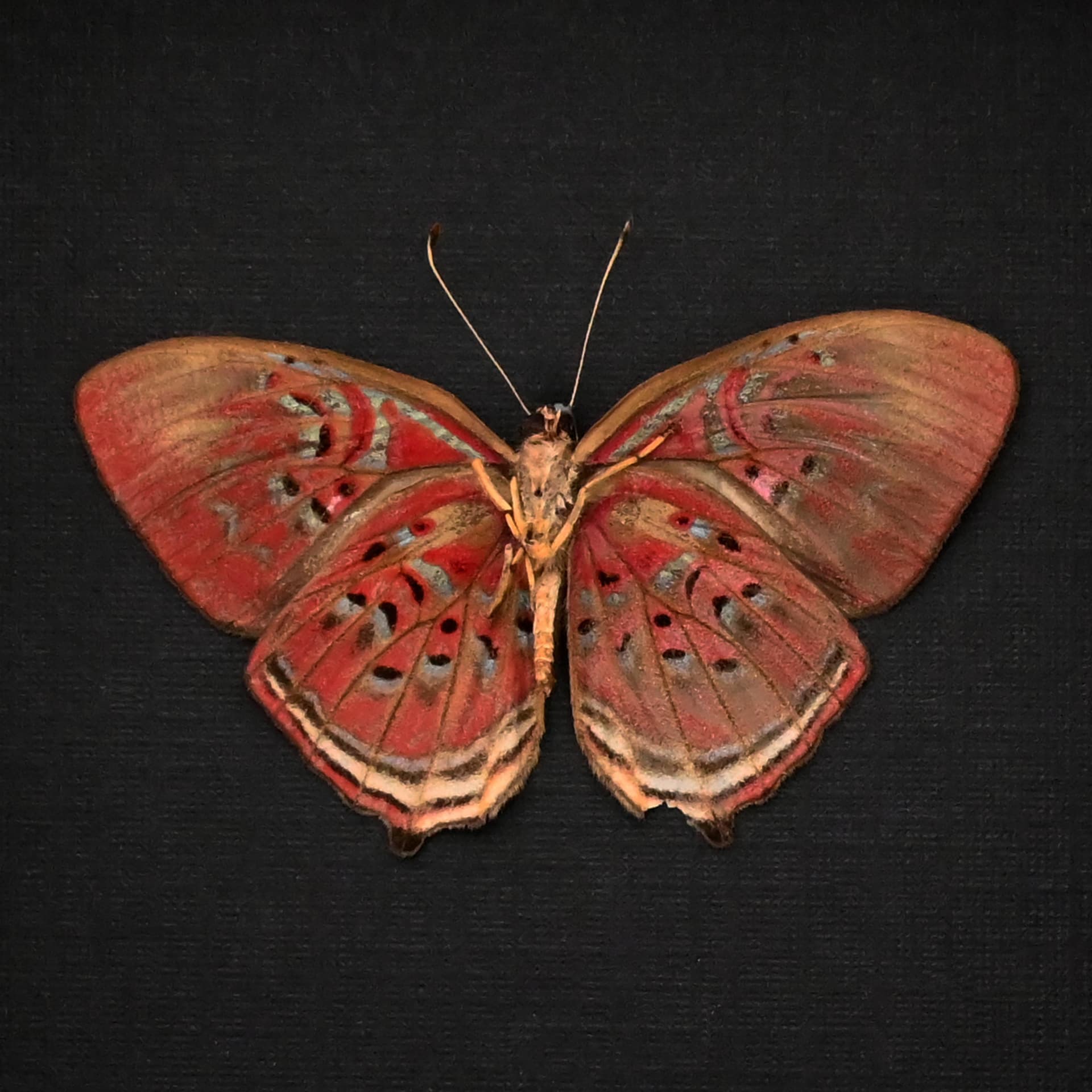 Rare Red Harlequin butterfly framed taxidermy - Paralaxita telesia - Victorian mount