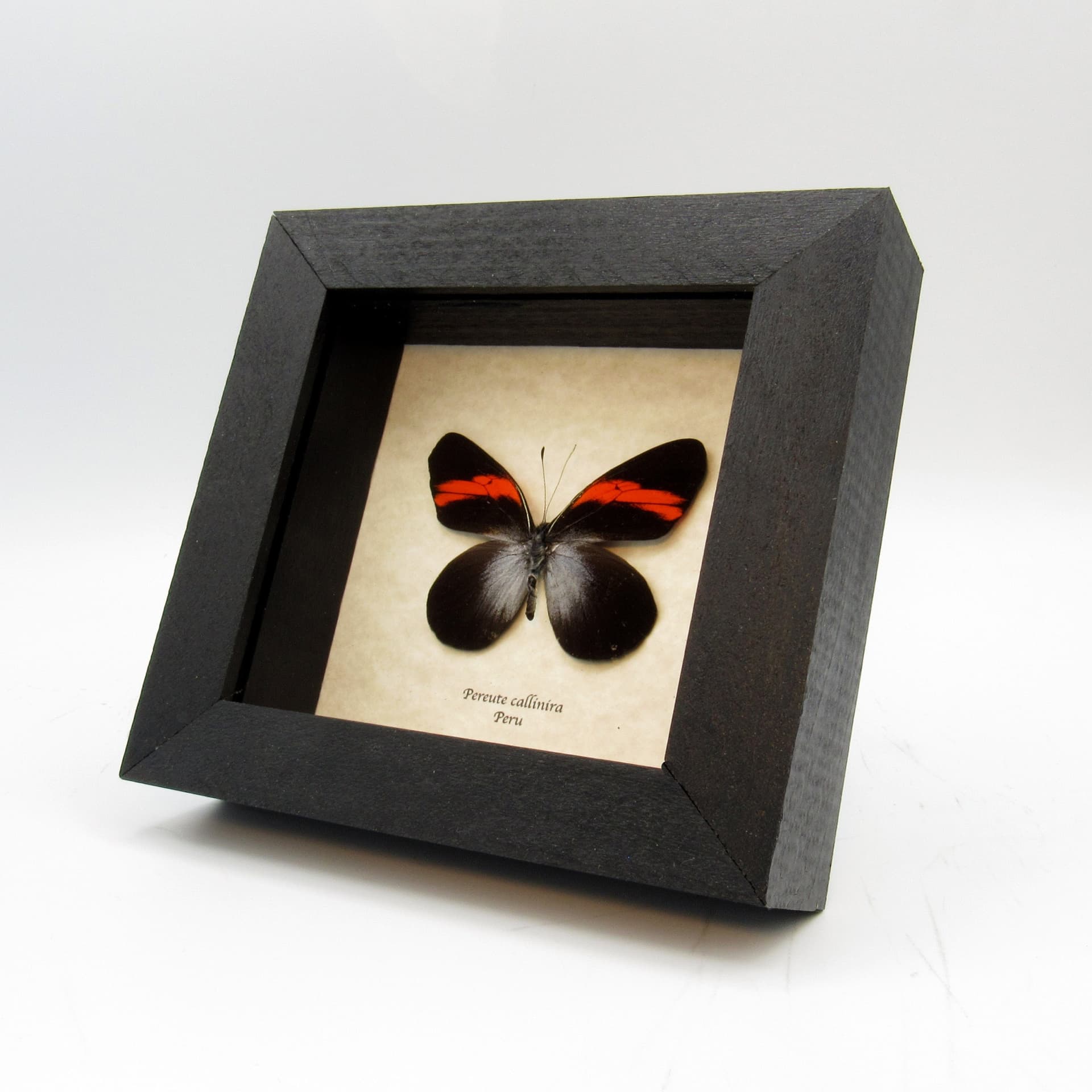 Real Red butterfly framed taxidermy - Pereute callinira