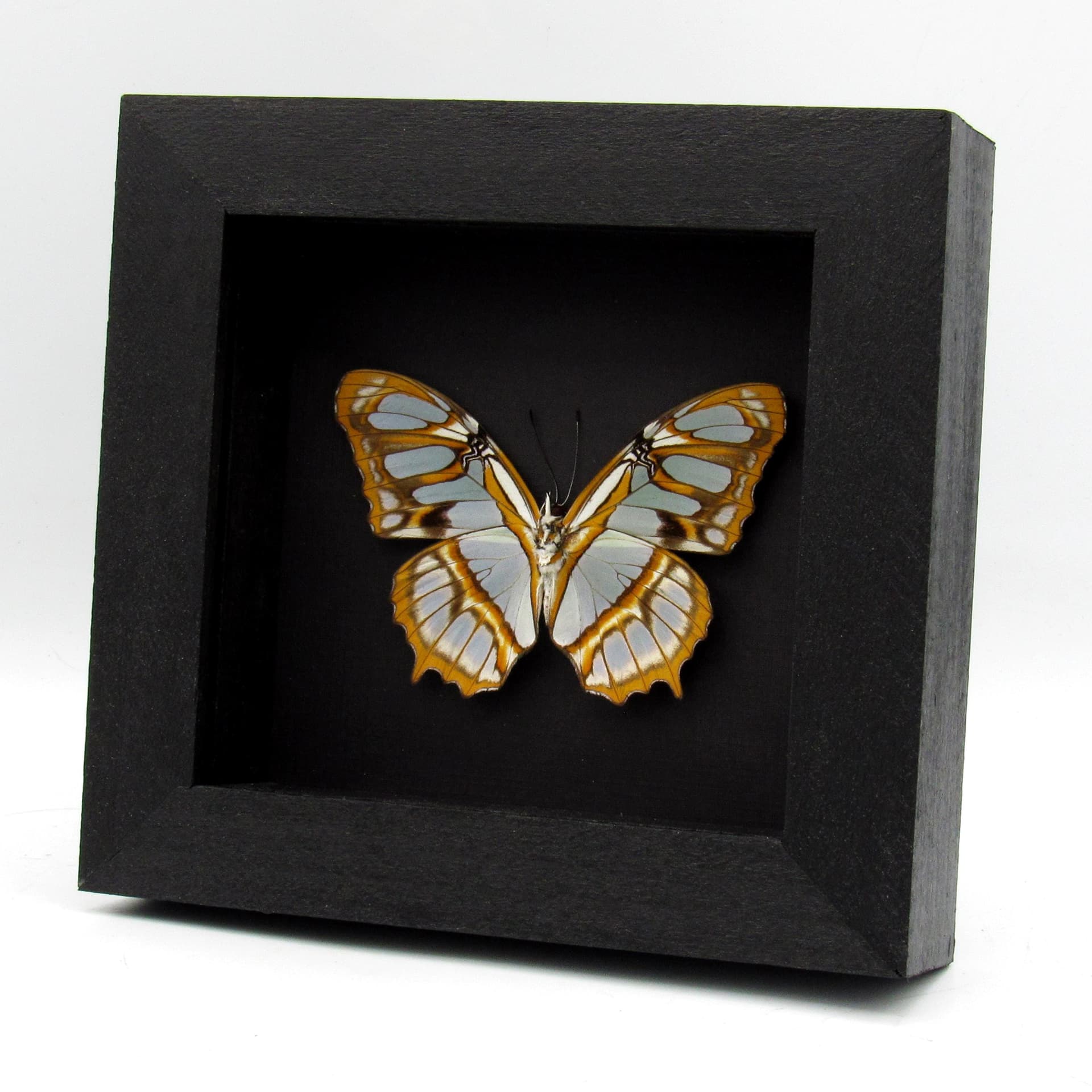Real Malachite Glider butterfly framed taxidermy - Victorina stelenes