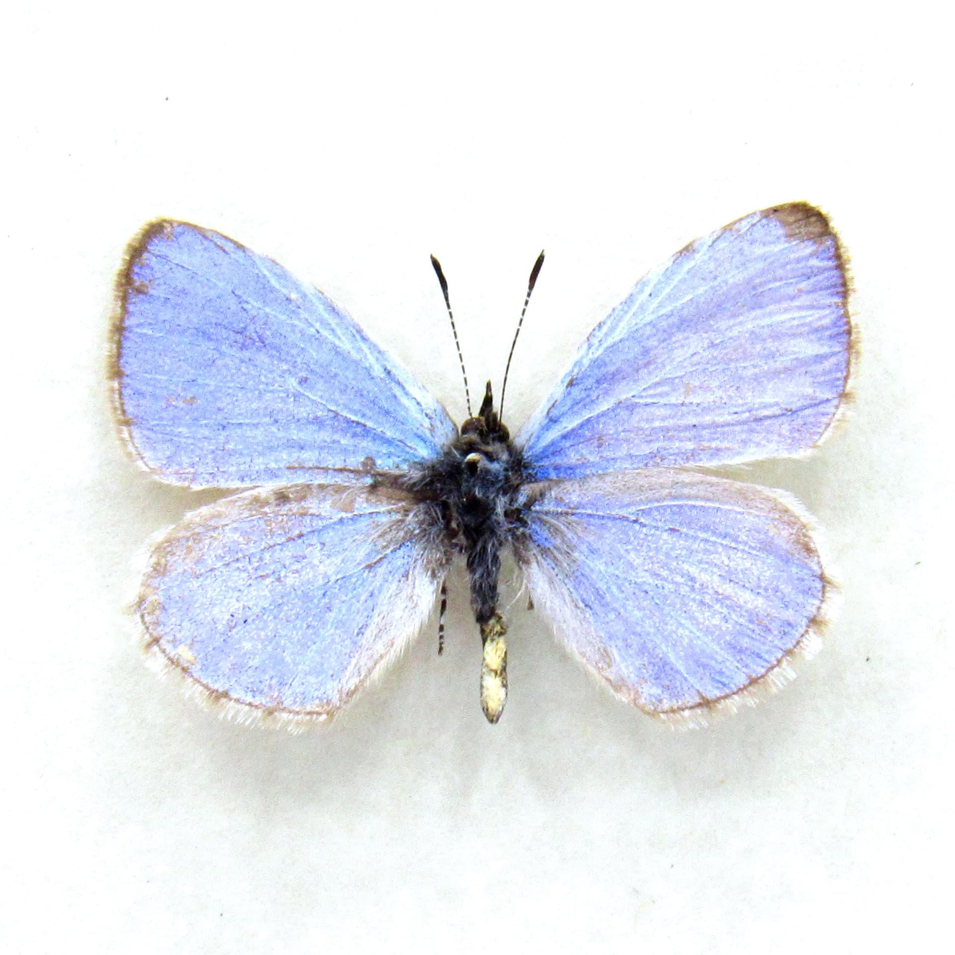 Real tiny lavender Lucia Azure butterfly framed taxidermy - Celastrina lucia