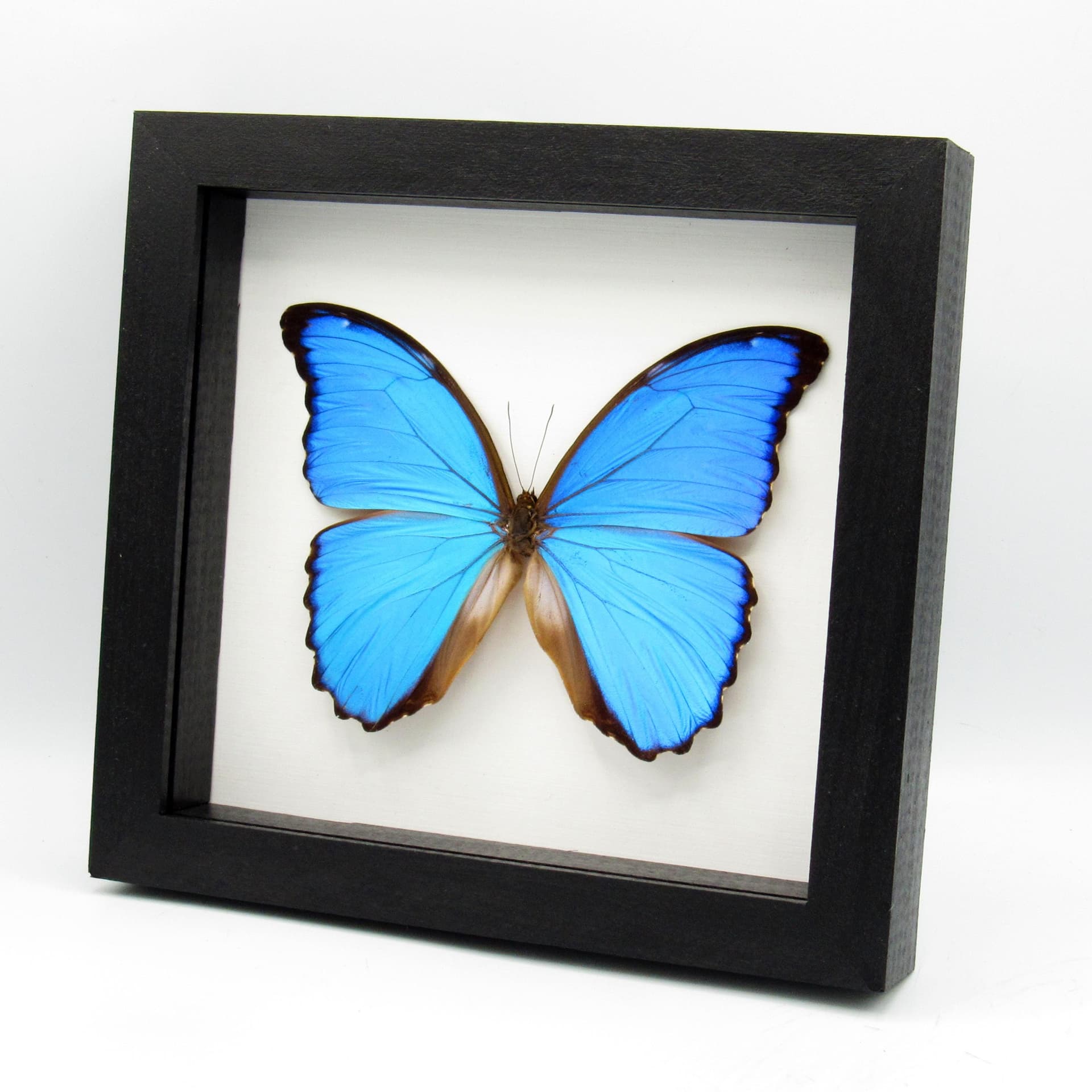 Real XL metallic blue framed butterfly - Morpho menelaus alexandrovna - 5.95 inch wingspan