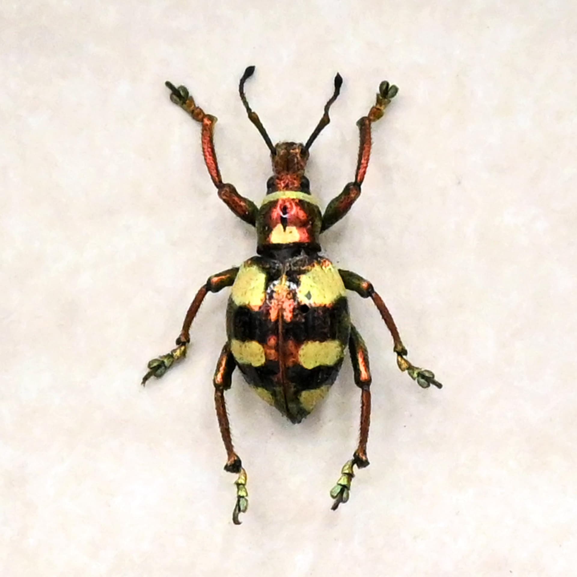 WEEVIL MANIA - Real metallic beetle framed taxidermy - Polycatus eupholoides - female