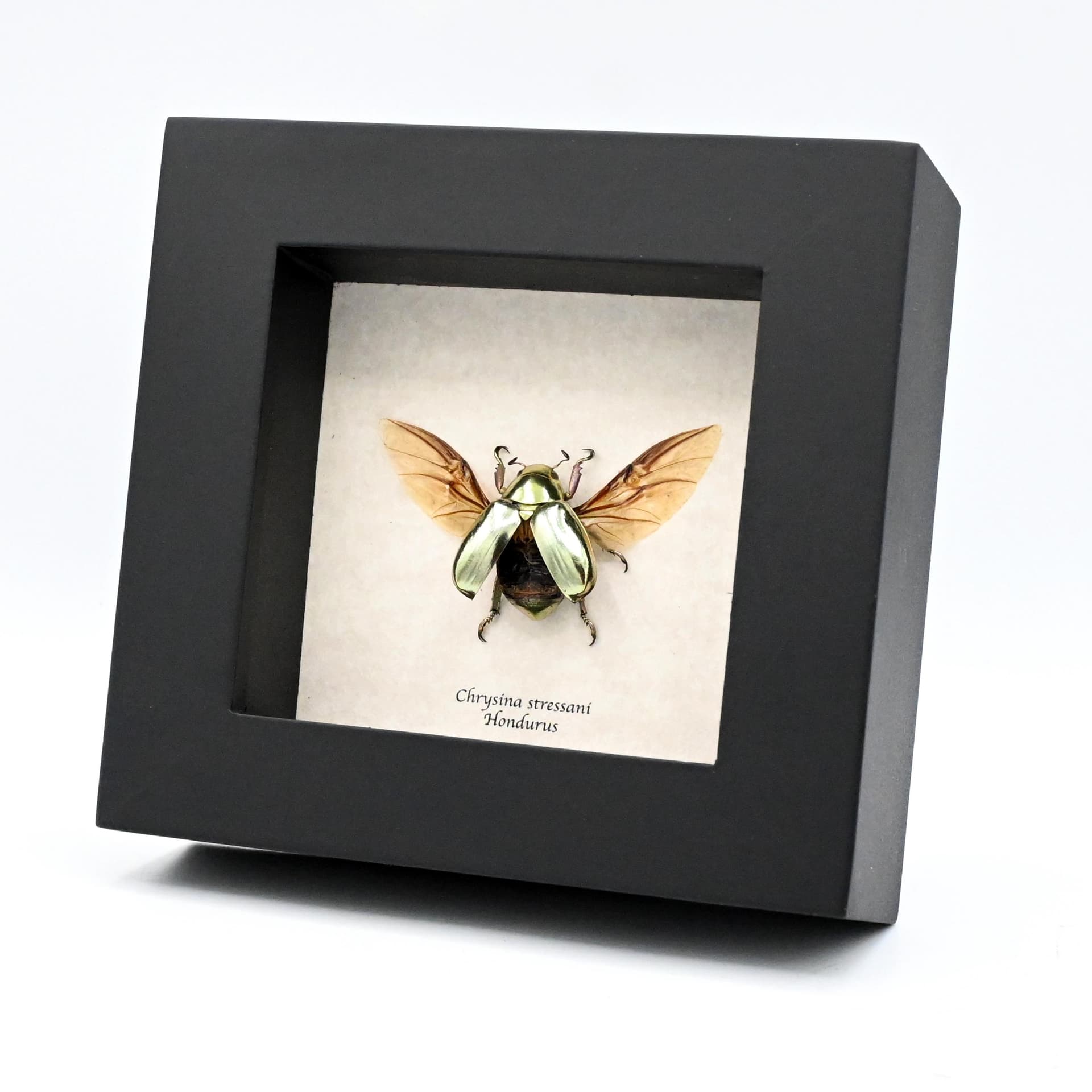 Rare gold metallic jewel beetle framed specimen - Chrysina stressani