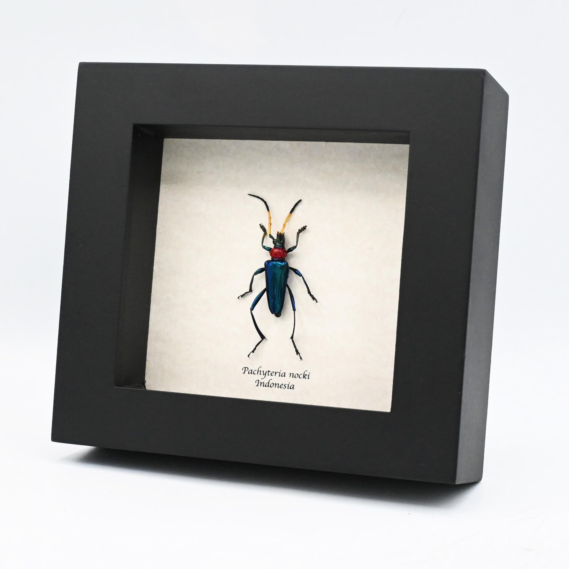 Rare metallic Longhorn beetle framed taxidermy - Pachyteria nocki