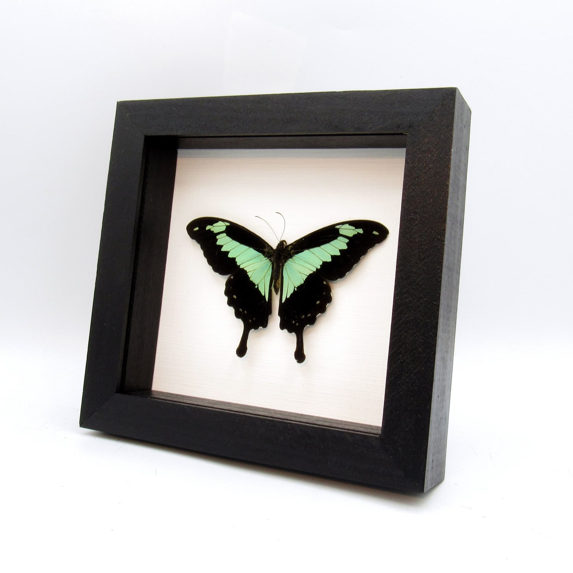 Real seafoam green butterfly framed taxidermy - Papilio phorcas - Victorian mount
