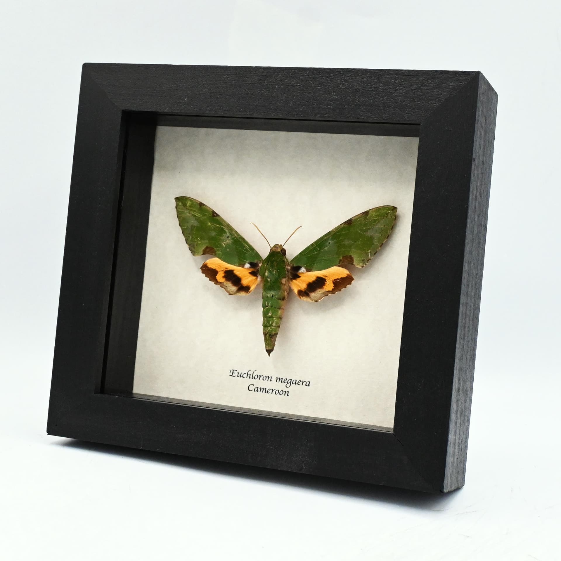 Real XL Green Sphinx moth framed taxidermy - Euchloron megaera - female