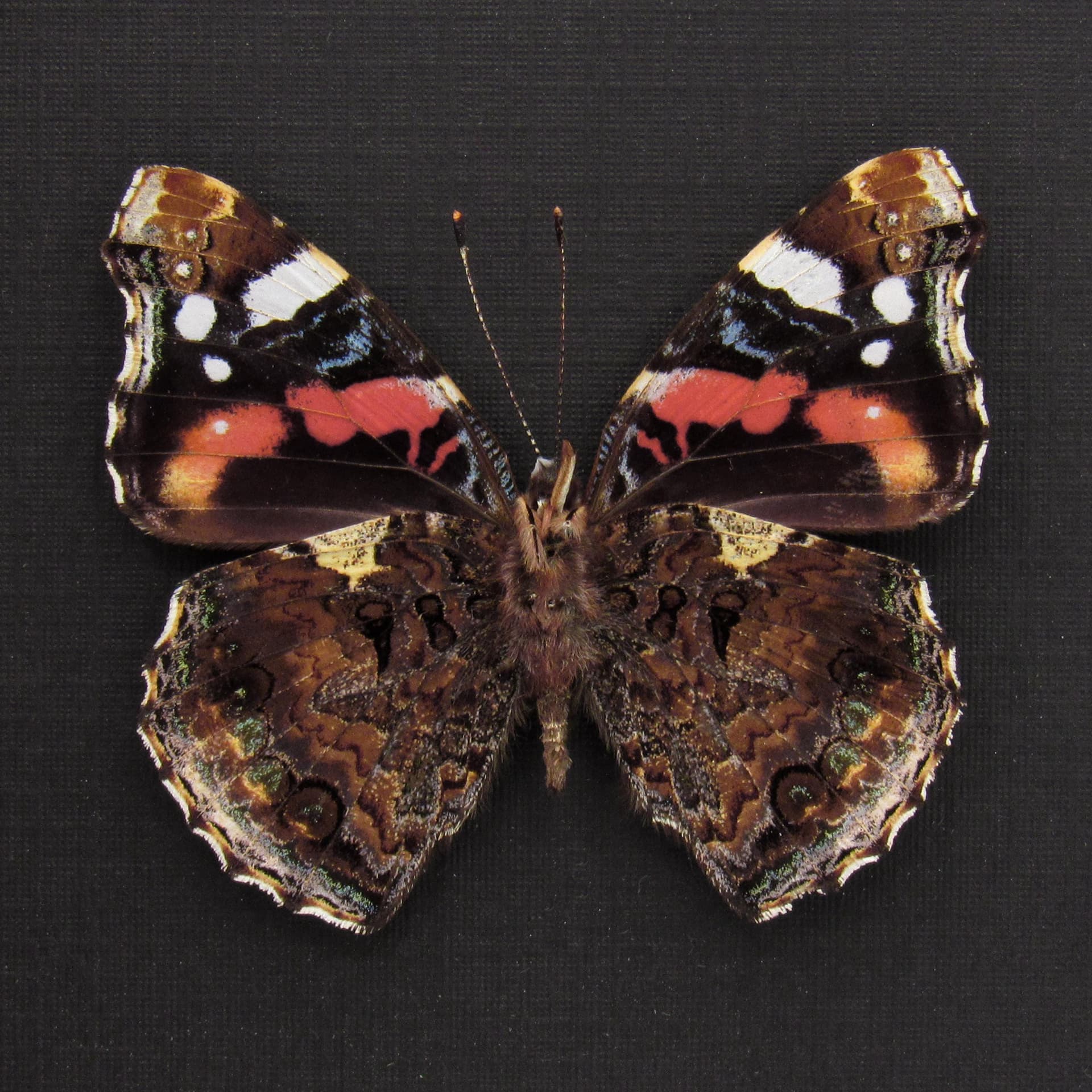 Real American Lady butterfly framed taxidermy - Vanessa virginensis