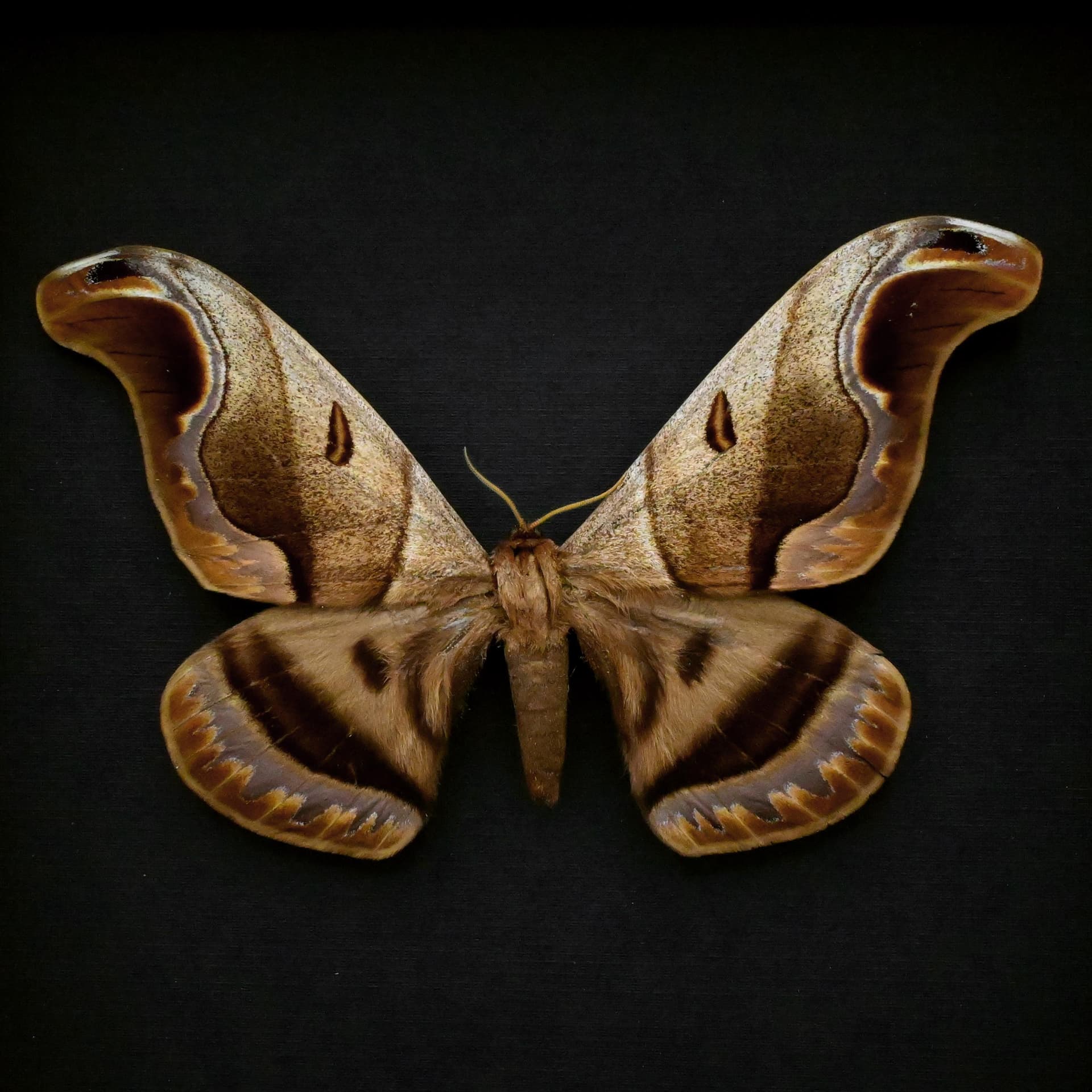 Giant Saturn moth framed taxidermy - Caio romulus
