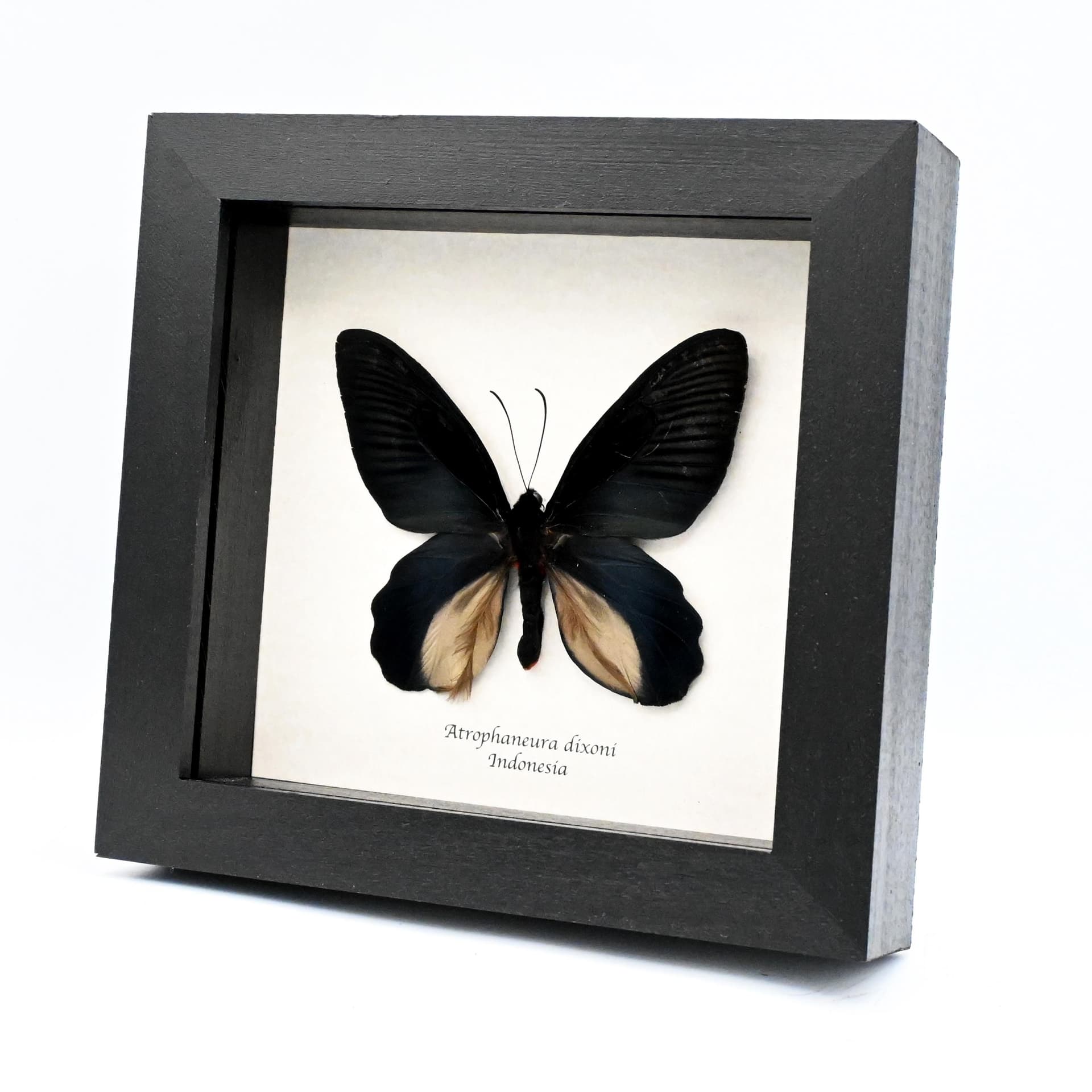 Rare Batwing butterfly framed taxidermy - Atrophaneura dixoni