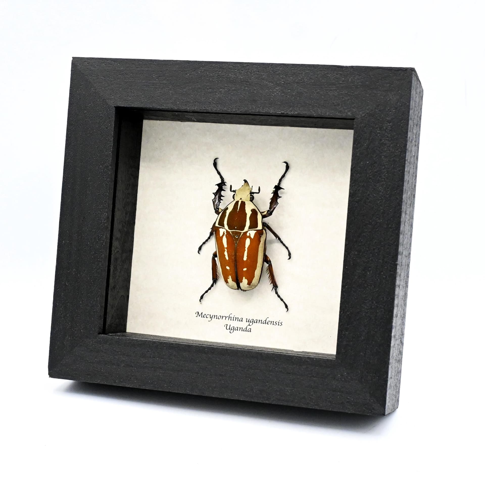 Large Scarab beetle framed taxidermy - Mecynorrhina ugandensis