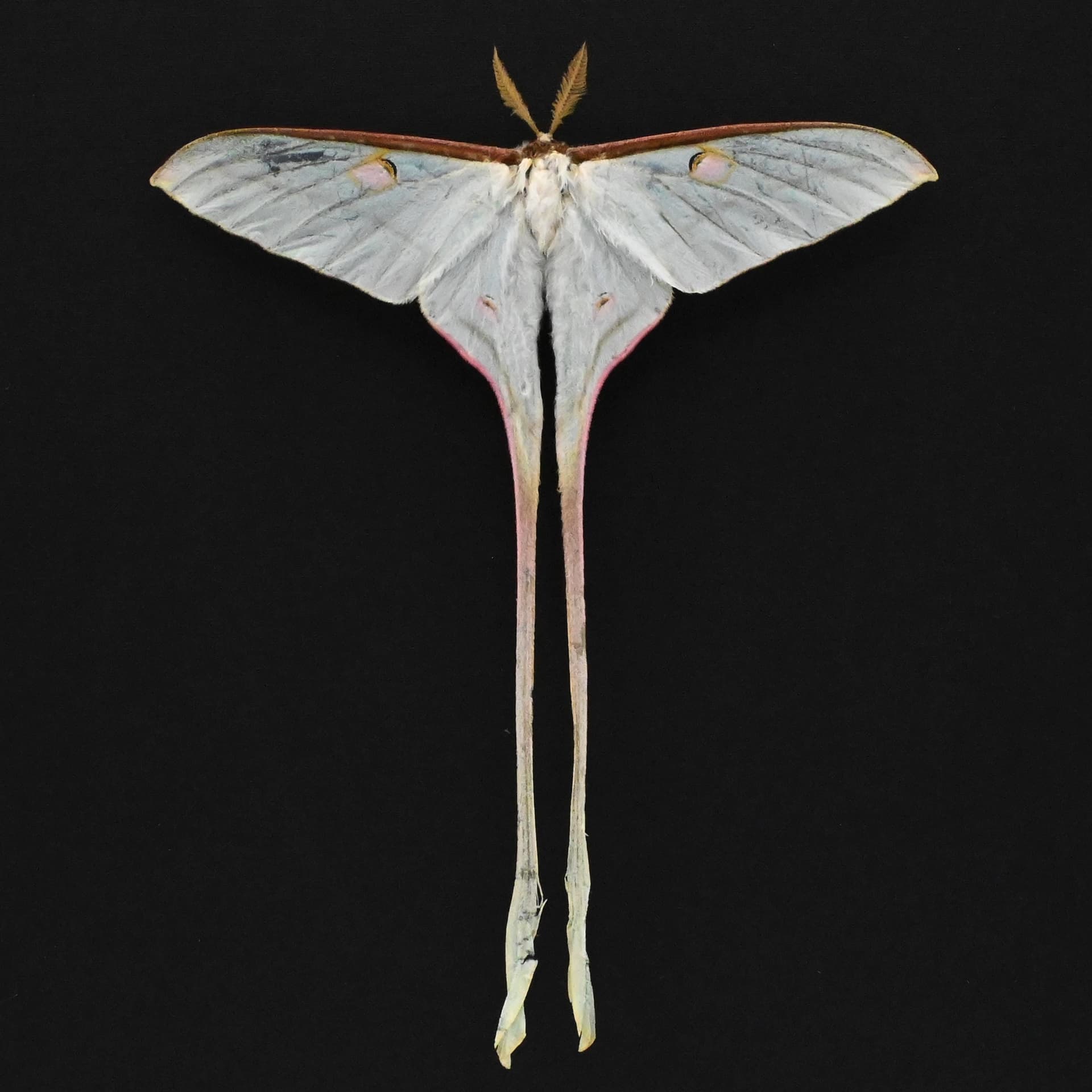 Rare XL Celestial Moon Moth framed taxidermy - Actias chapae - Victorian mount - minor damage