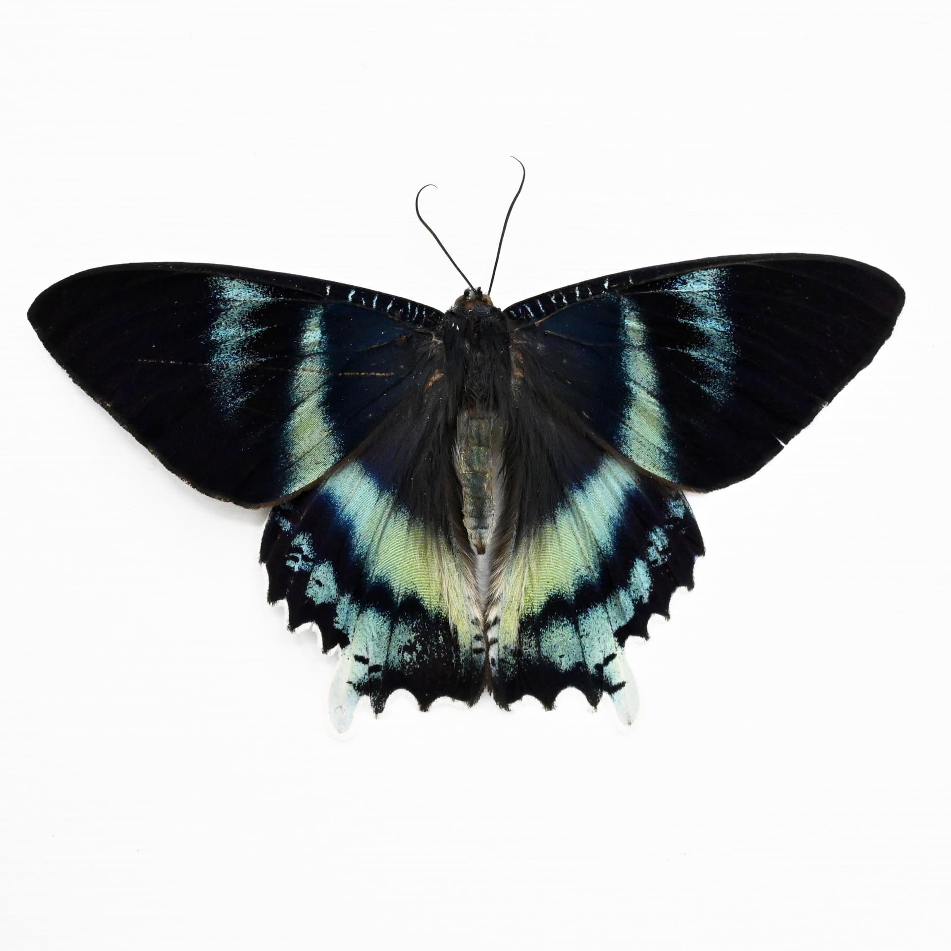 Real blue moth framed taxidermy - Alcides orontes - Victorian mount