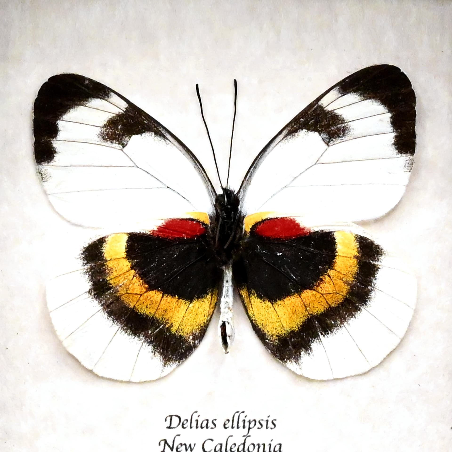 Rare Delias butterfly framed taxidermy - Delias ellipsis