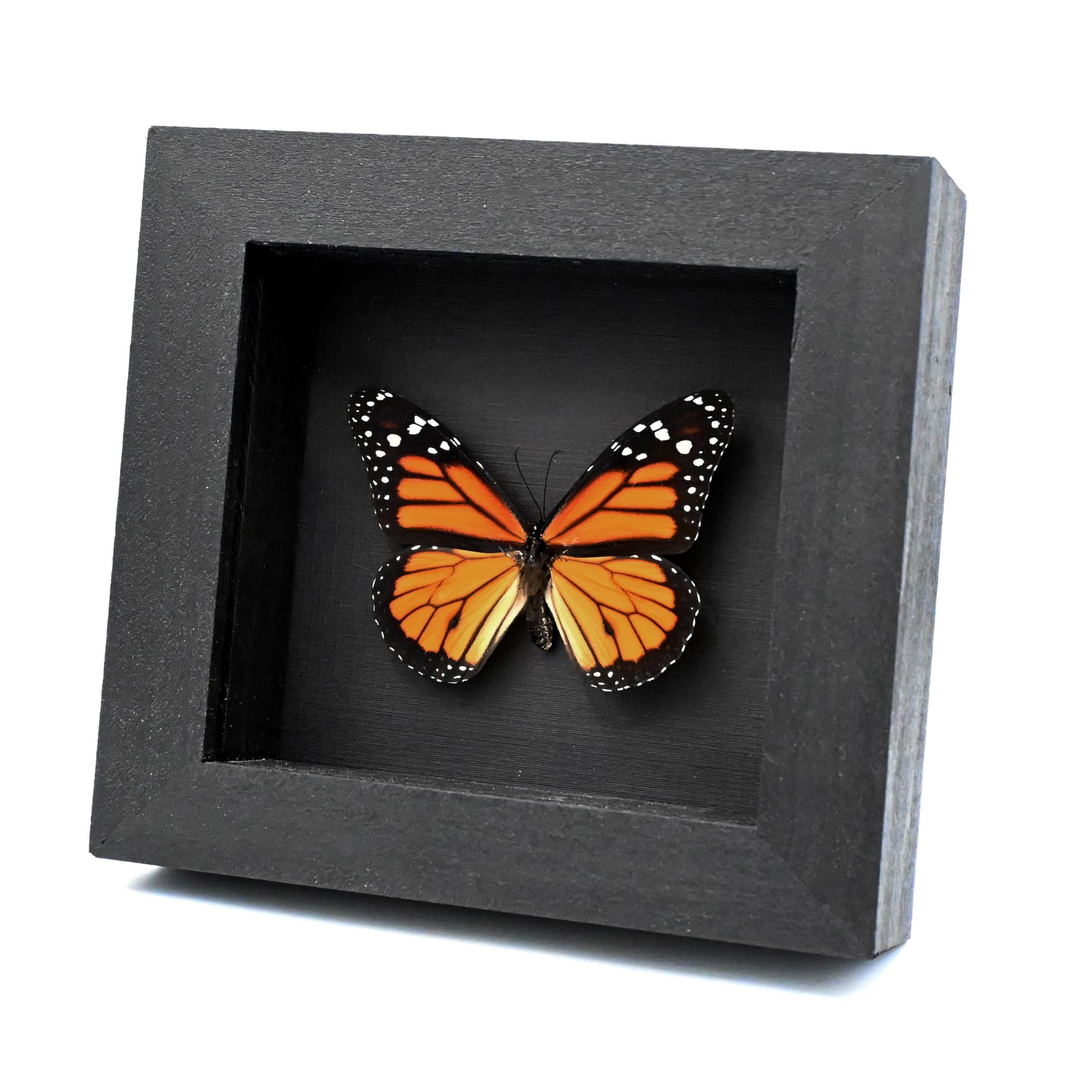 Large real Monarch framed taxidermy butterfly - Danaus plexippus