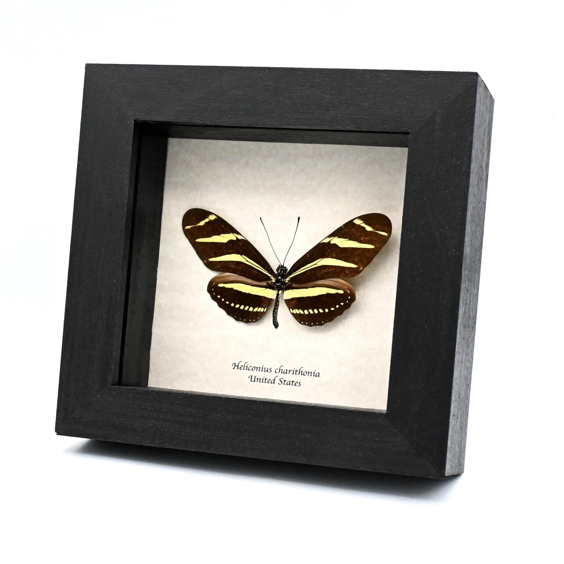 Real Zebra Longwing butterfly framed taxidermy - Heliconius charithonia