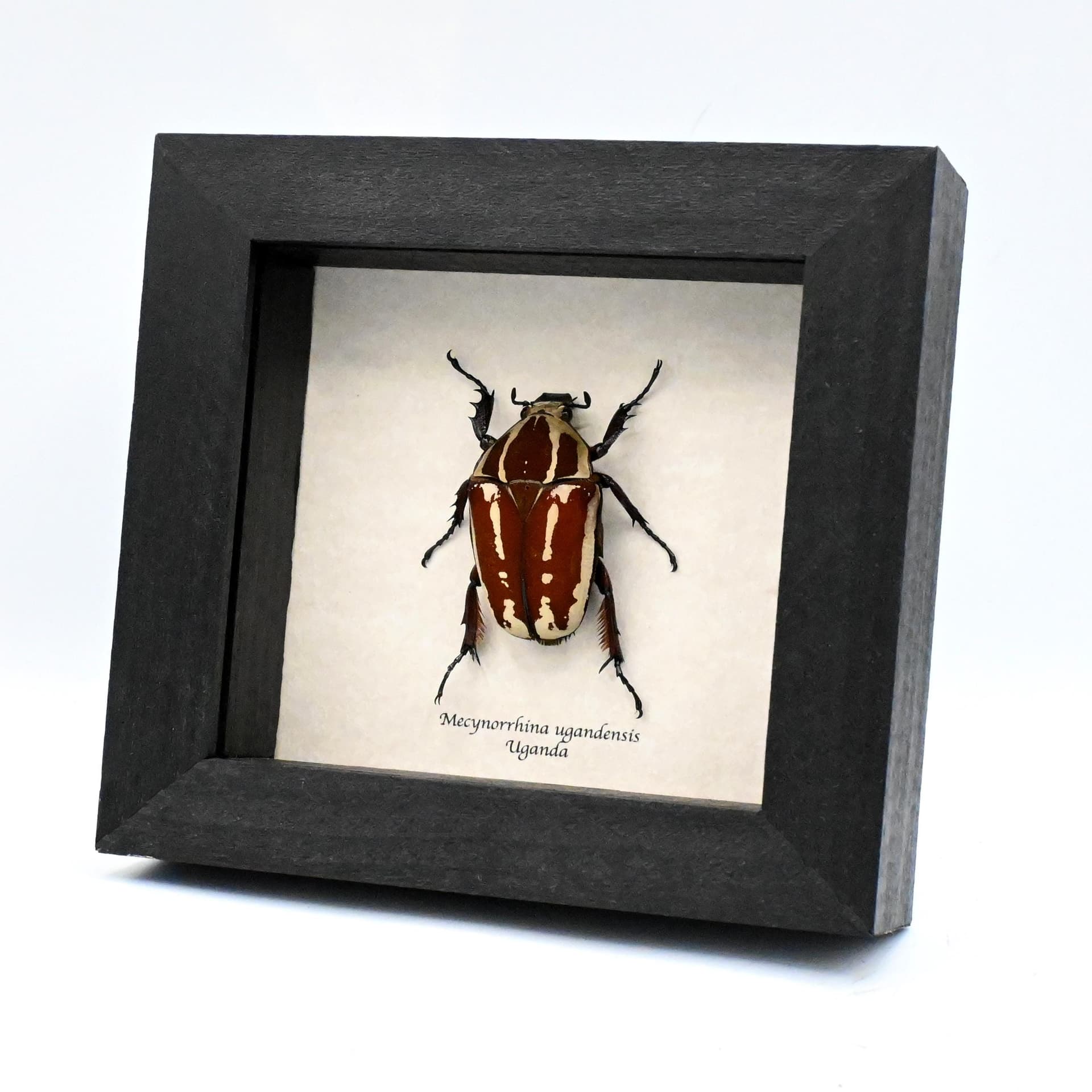 Large Scarab beetle framed taxidermy - Mecynorrhina ugandensis - female
