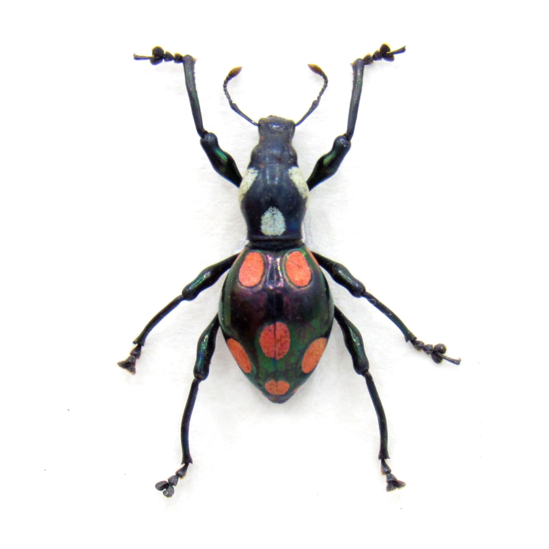 WEEVIL MANIA! Real beetle framed taxidermy - Pachyrhynchus roseomaculatus