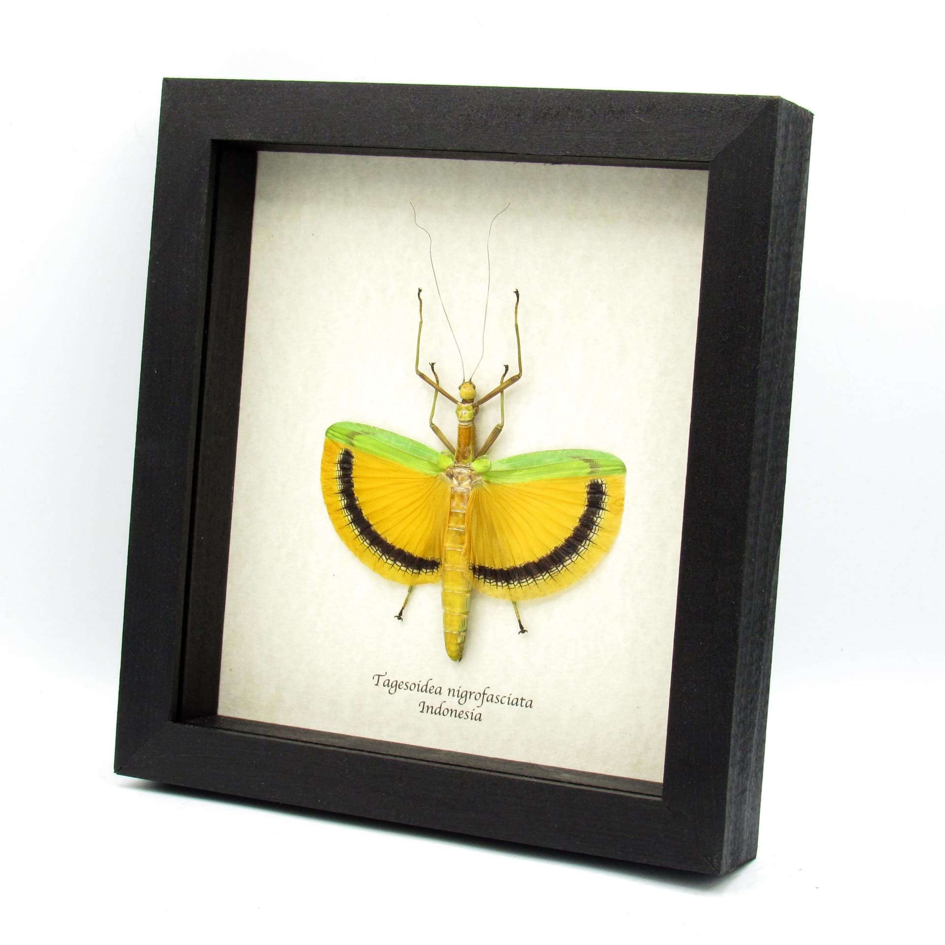 Real Giant Walking Stick bug framed taxidermy - Tagesoidea nigrofasciata