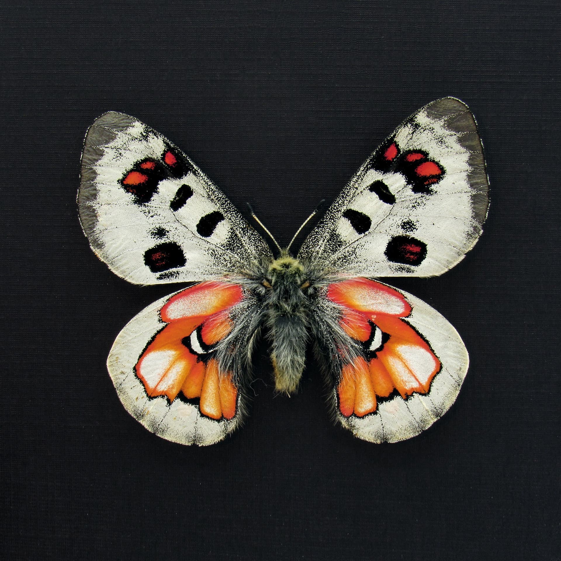 Very rare Hybrid Snow Apollo butterfly framed taxidermy - Parnassius wiskotti - large female
