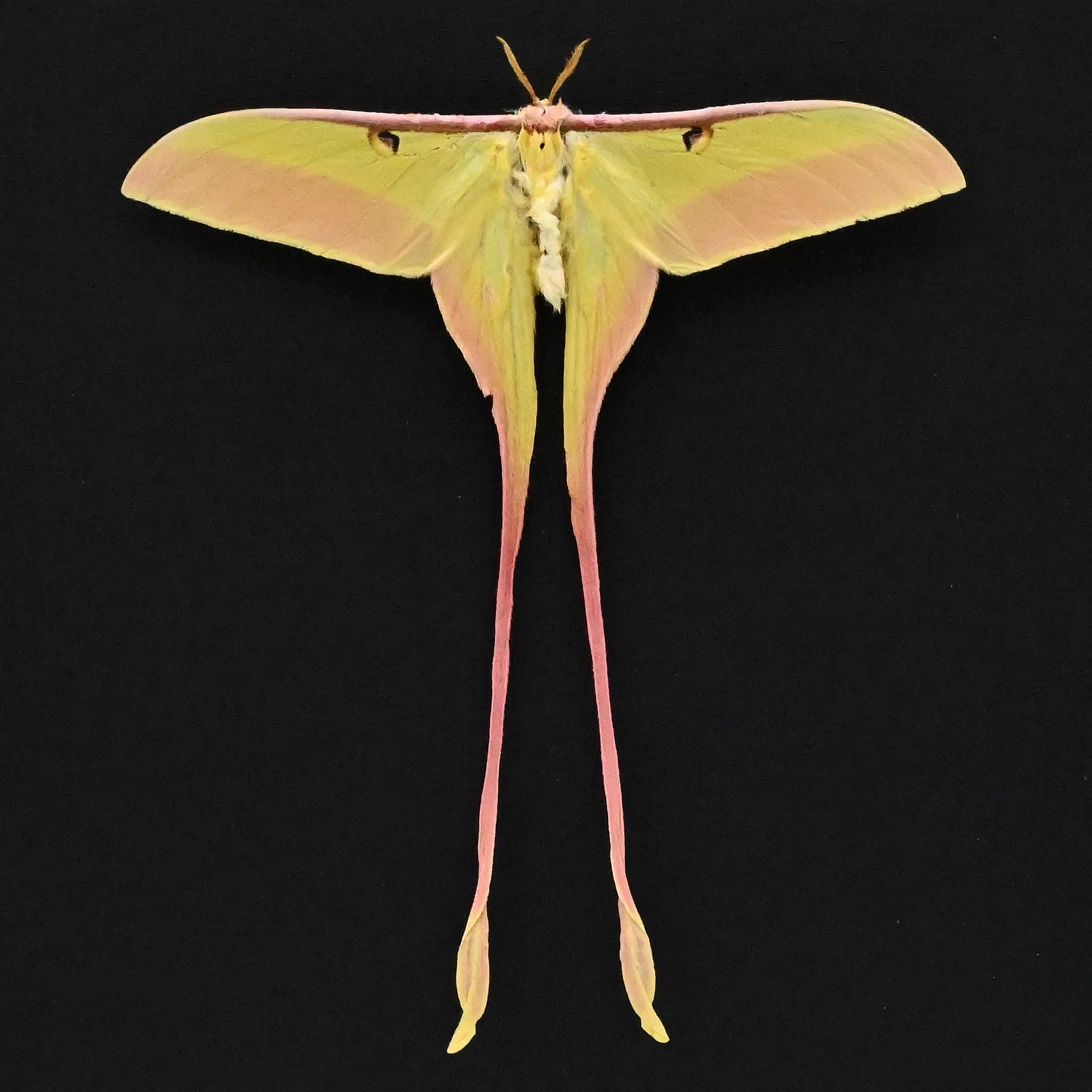 Rare pink Chinese Moon Moth framed - Actias dubernardi - Victorian mount