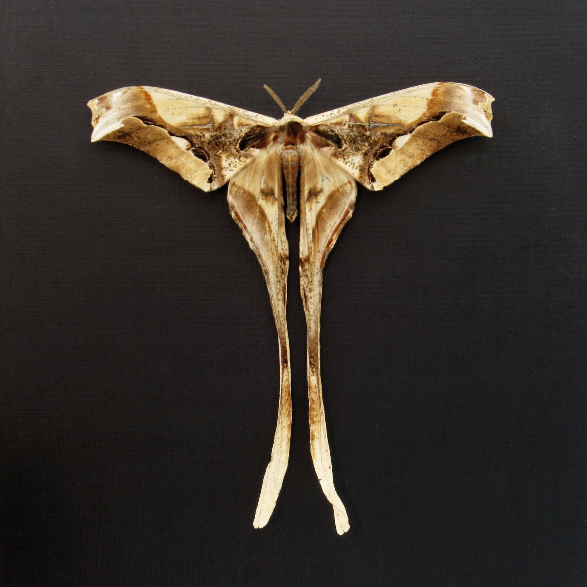 Rare Giant Saturn moth framed taxidermy - Copiopteryx derceto - Victorian mount - minor damage