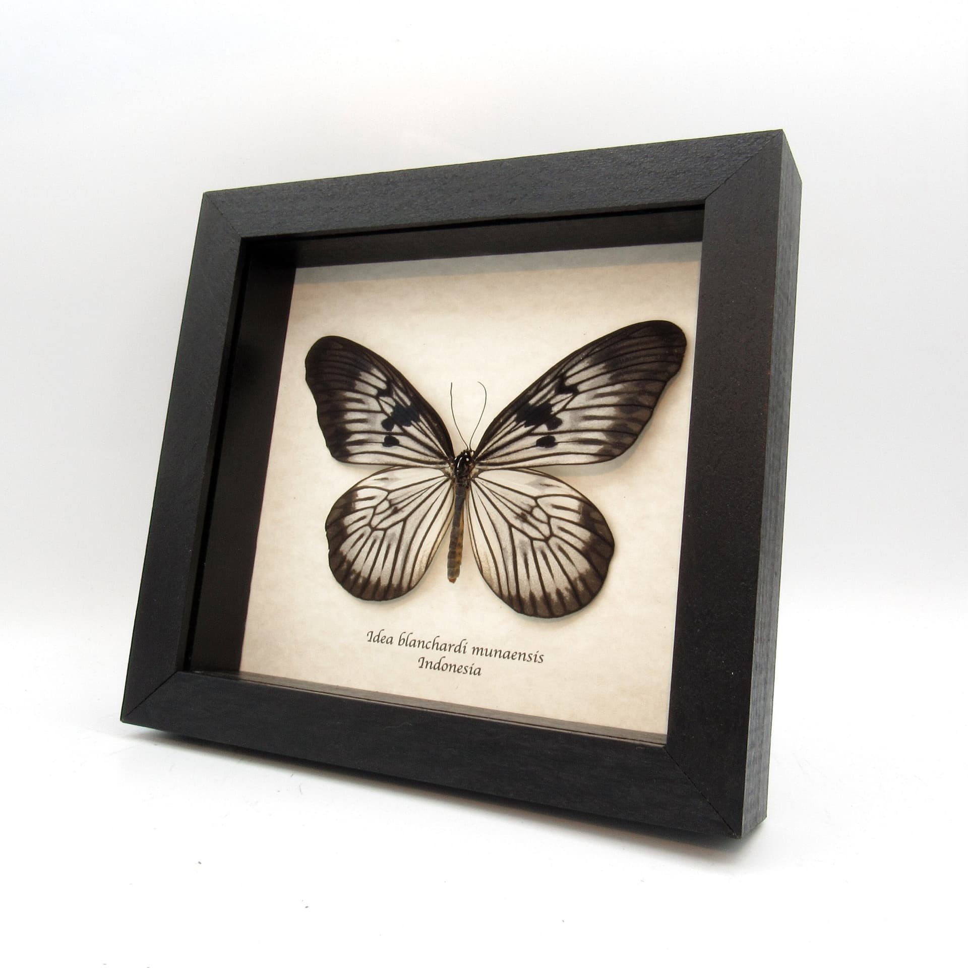Real large Rice Wing butterfly framed taxidermy - Idea blanchardi munaensis