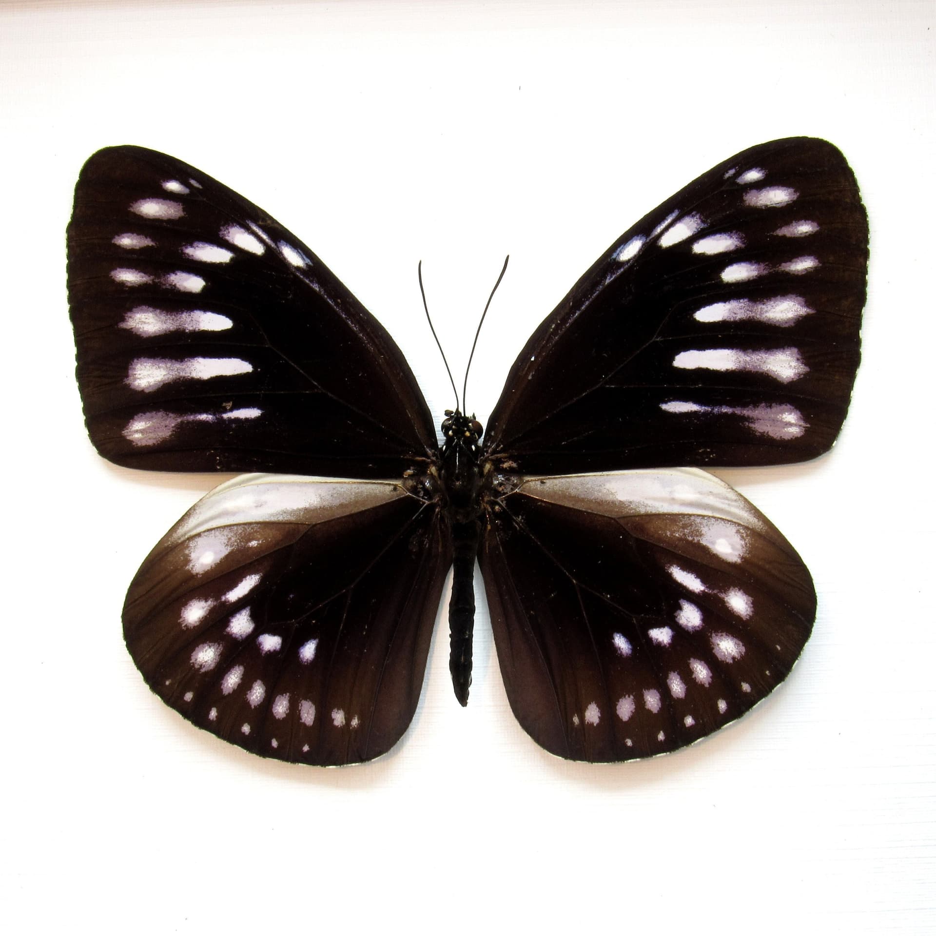 Real King Crow butterfly framed taxidermy - Euploea westwoodi bangkaiensis