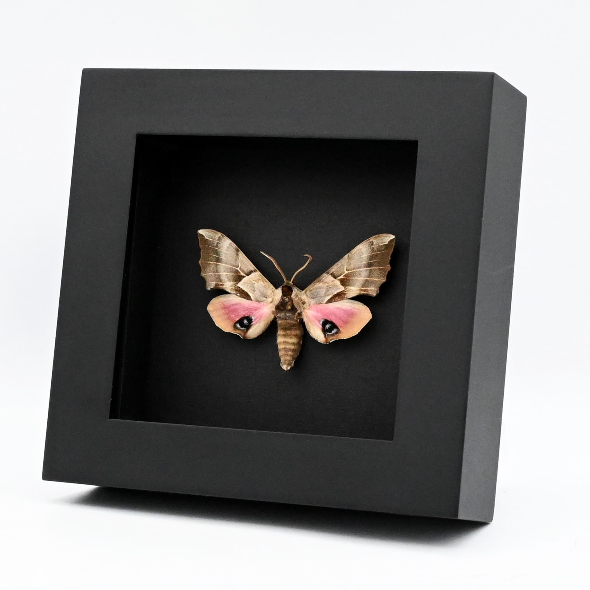 Real pink One Eyed Sphinx moth framed taxidermy - Smerinthus cerisyi - female