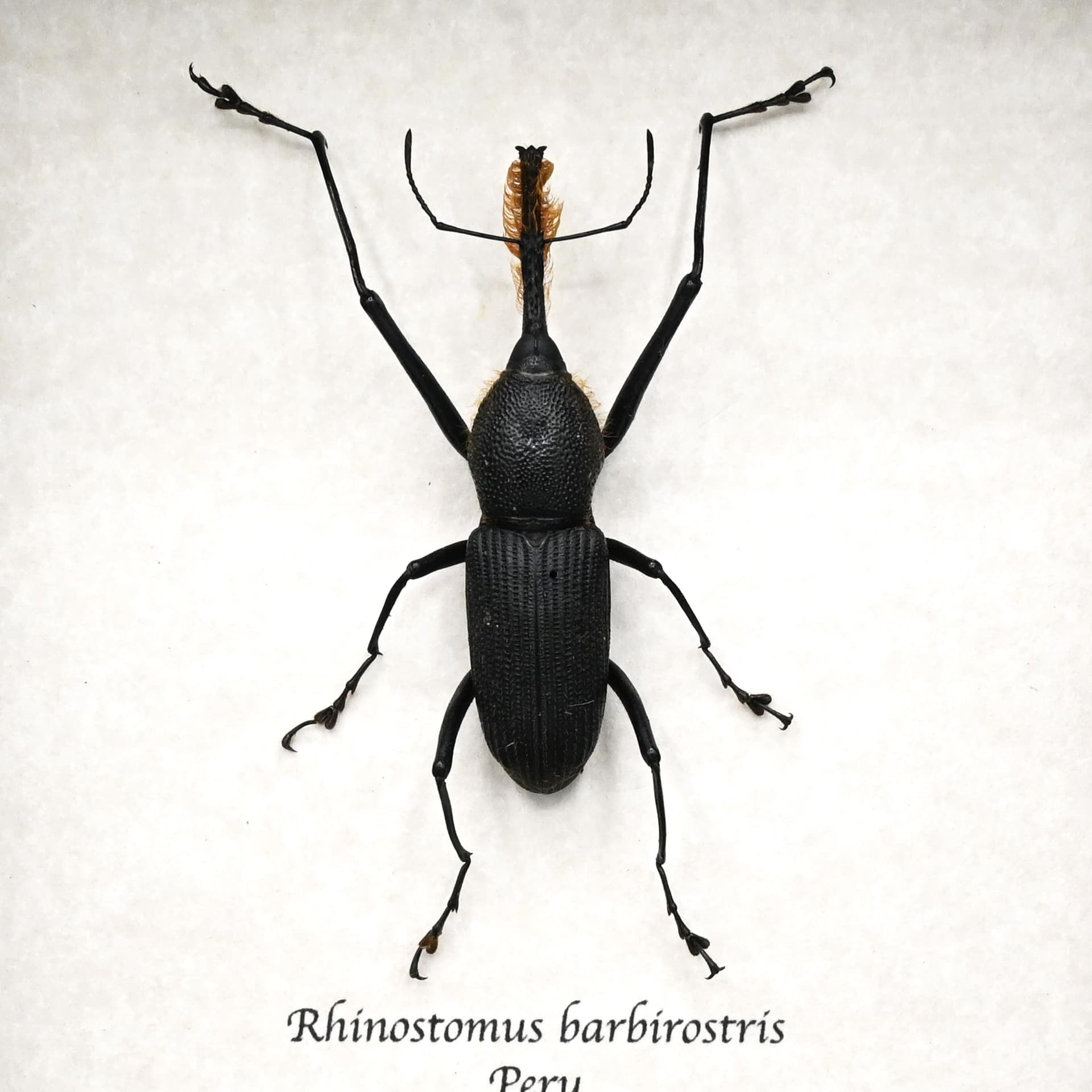 Unusual real Bearded Weevil framed taxidermy - Rhinostomus barbirostris